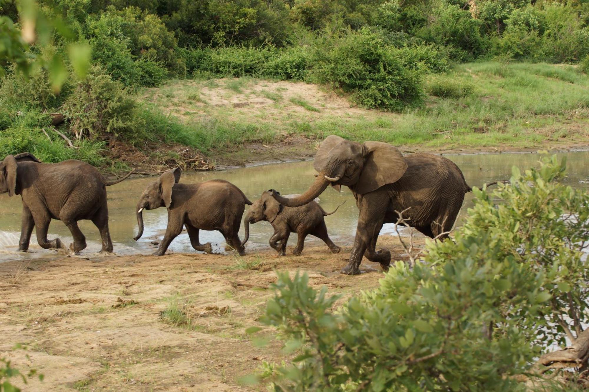 Senalala Safari Lodge Klaserie Özel Doğa Koruma Alanı Dış mekan fotoğraf