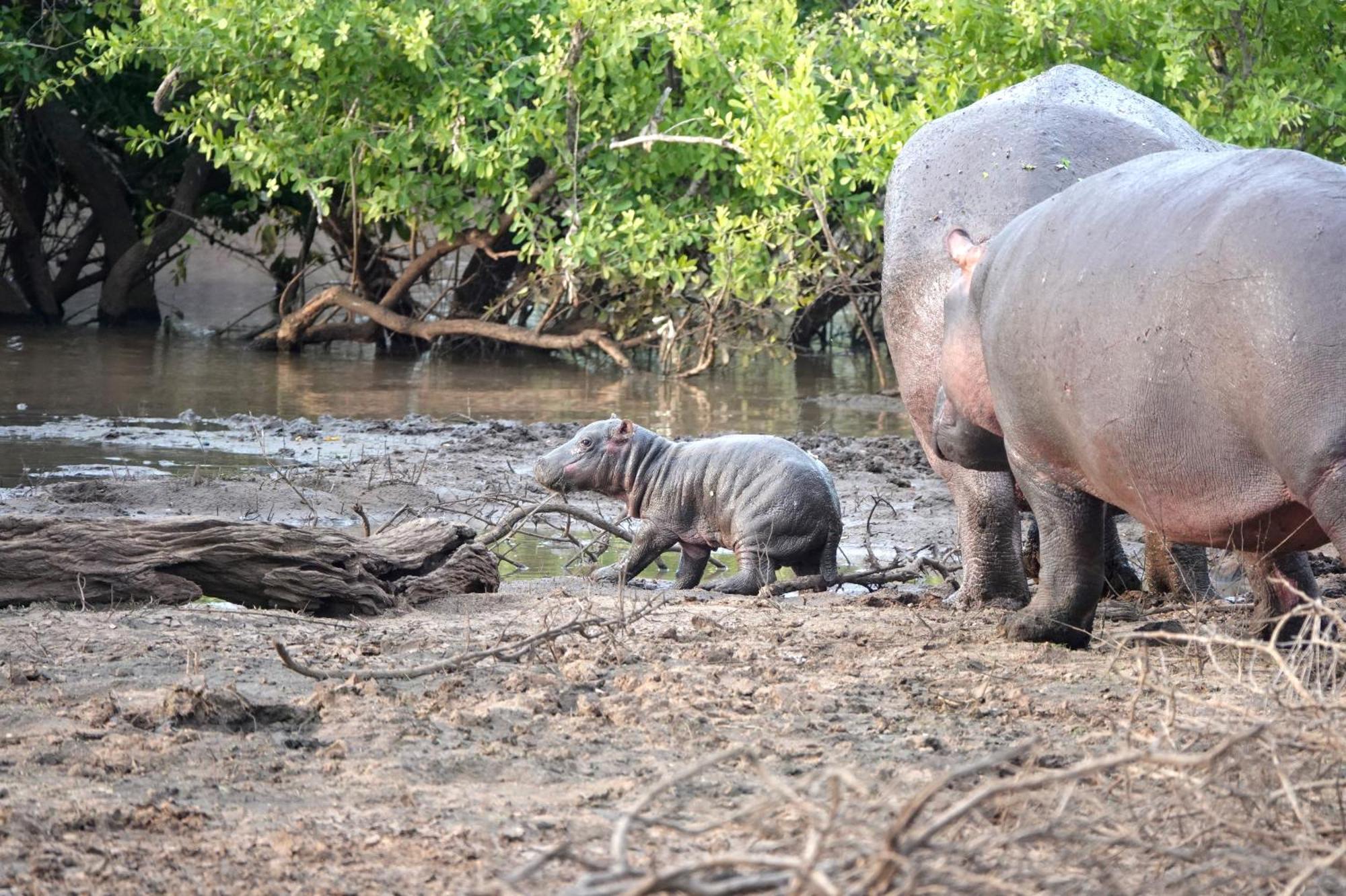 Senalala Safari Lodge Klaserie Özel Doğa Koruma Alanı Dış mekan fotoğraf