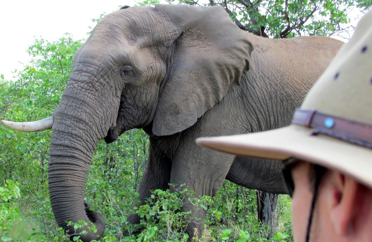 Senalala Safari Lodge Klaserie Özel Doğa Koruma Alanı Dış mekan fotoğraf