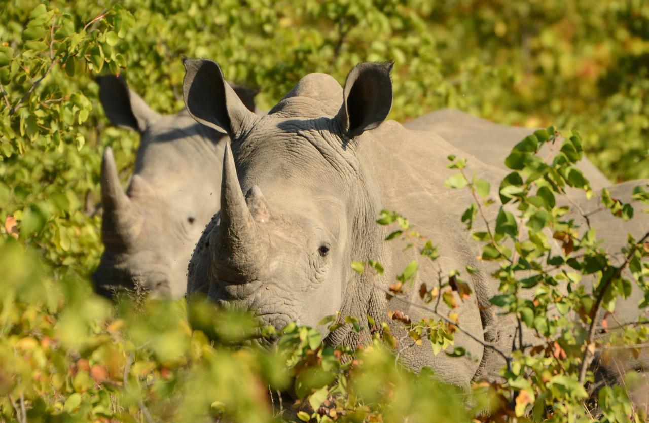 Senalala Safari Lodge Klaserie Özel Doğa Koruma Alanı Dış mekan fotoğraf
