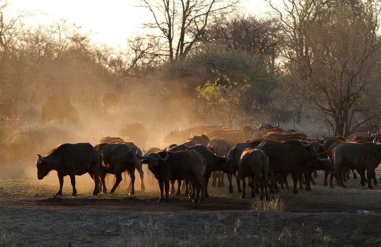 Senalala Safari Lodge Klaserie Özel Doğa Koruma Alanı Dış mekan fotoğraf